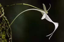 Thổn thức những loài hoa triệu đô, đẹp quý phái tới ma mị