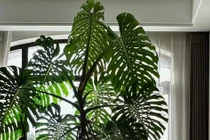 Cây cảnh chữa lành, đặt phòng khách gia tăng vận may