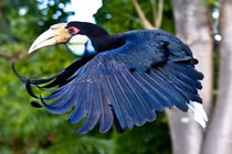 Niệc mỏ vằn bắt được ở TP HCM: Loài trong Sách Đỏ Việt Nam