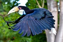 Niệc mỏ vằn bắt được ở TP HCM: Loài trong Sách Đỏ Việt Nam