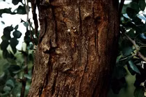 Loài gỗ quý hiếm nhất thế giới, mất 2 thế kỷ để 'lớn'