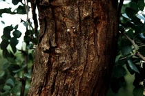 Loài gỗ quý hiếm nhất thế giới, mất 2 thế kỷ để 'lớn'