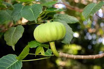 Loài cây cực độc, gai nhọn như mũi kim, quả phát nổ như bom