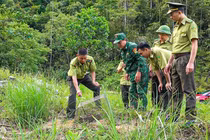 Trăn gấm được giải cứu ở Nghệ An: Loài cực quý trong Sách Đỏ