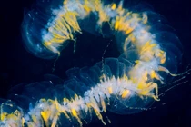 Ngoại hình kỳ dị không tưởng của sinh vật dài nhất thế giới