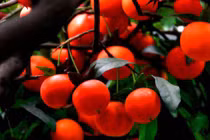 Top 6 cây trường thọ, cát tường, dù nghèo đến mấy cũng nên trồng