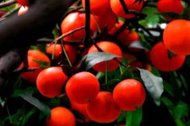 Top 6 cây trường thọ, cát tường, dù nghèo đến mấy cũng nên trồng