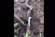 Đi theo rắn hổ mang chúa, tá hỏa phát hiện một quái thú khác