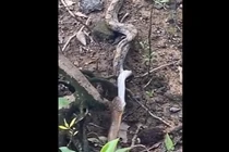 Đi theo rắn hổ mang chúa, tá hỏa phát hiện một quái thú khác