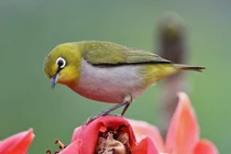 Mê mẩn vẻ đẹp của các loài chim vành khuyên Việt Nam