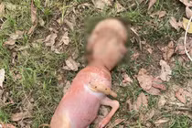 Cõi mạng xôn xao “quái thú” trên bãi cỏ, chuyên gia lập tức lên tiếng