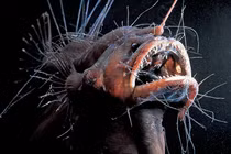 Loài cá quái vật, đầu mang đèn, răng nhọn như kim nhìn phát hãi