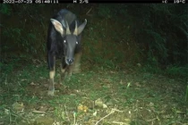 Việt Nam phát hiện nhiều thú quý hiếm, thế giới săn lùng ráo riết