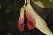 Loài cây quý hiếm bậc nhất thế giới, chỉ Việt Nam có