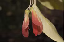 Loài cây quý hiếm bậc nhất thế giới, chỉ Việt Nam có