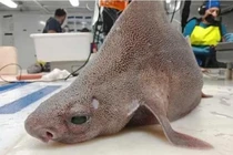 Bất ngờ lai lịch của thủy quái mình cá mập mặt lợn