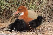 Sau 136.000 năm tuyệt tích, loài chim huyền thoại bất ngờ tái sinh