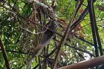 Nhặt được động vật có trong Sách Đỏ khi đang đi rẫy