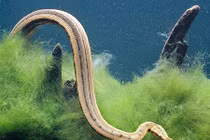 Loài rắn có râu kỳ dị ở Việt Nam: Bậc thầy săn cá