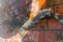 Cá sấu gần 100kg lọt lưới ngư dân ở Bạc Liêu quý cỡ nào?