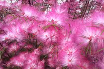 9 cây trong nhà nở hoa, điềm lành liên tiếp gõ cửa