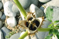 3 cây cà cực độc gây ảo giác khi tiếp xúc, chớ nên lại gần