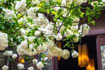 Trồng 6 cây cảnh rước lộc trước nhà, gia chủ giàu có, quyền quý