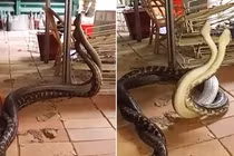 Bắt gặp hai quái thú làm chuyện "động trời" trong nhà bếp