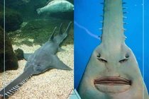 Quái vật khổng lồ dài 4,5 mét xuất hiện ở bờ biển