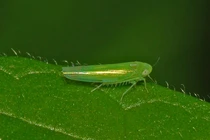 Loài cây kỳ lạ, bị sâu cắn thành 'đặc sản', Việt Nam cũng có