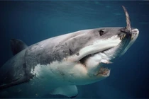 Kinh hoàng sức mạnh rợn người từ cú đớp của cá mập trắng 