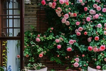 Cổ nhân dặn: Đặt 4 cây trong phòng khách, gia đình xui xẻo