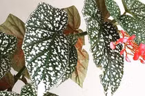 Cây cảnh hút may mắn, lá độc lạ, hoa rực rỡ, nở quanh năm