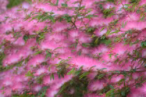 Cây cảnh mang lại hạnh phúc, cát tường, rực rỡ như mây hồng