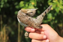 Kỳ lạ loài chim biết vặn cổ, giả rắn, dọa kẻ thù