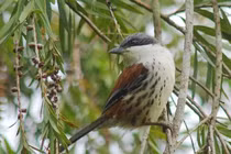 Ngắm loài chim quý hiếm nhất hành tinh từng xuất hiện ở Việt Nam