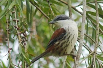 Ngắm loài chim quý hiếm nhất hành tinh từng xuất hiện ở Việt Nam