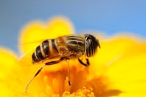 Top loài vật có “của quý” kỳ lạ nhất hành tinh, kinh ngạc số 3 