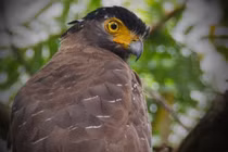 Loài chim sát thủ rừng xanh, rắn độc cũng phải 'kính nể'