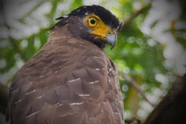 Loài chim sát thủ rừng xanh, rắn độc cũng phải 'kính nể'