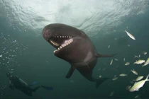 Kinh hãi 'thủy quái' sát thủ khổng lồ biết cười như người