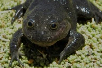 Loài ếch tuyệt chủng 80 năm bỗng tái xuất thần kỳ