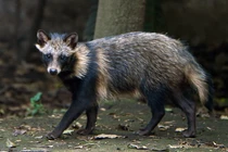 Loài chó kỳ dị, ăn cóc độc vẫn 'khỏe re', Việt Nam cũng có