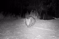 Phát hiện loài động vật cực hiếm, thế giới chỉ còn 400 con