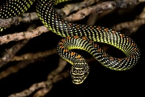 Cận cảnh loài rắn bay độc lạ nhất thế giới, Việt Nam cũng có