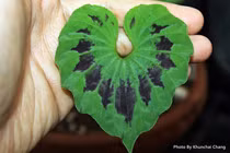 Loài cây độc đáo của Việt Nam, chỉ mọc duy nhất một chiếc lá