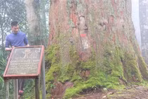 Tận mục 'thần mộc' khổng lồ 1.500 tuổi, quý hiếm nhất Việt Nam