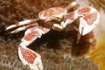 Kỳ lạ những loài sinh vật đã tiến hóa để thành cua