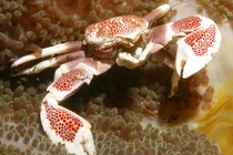 Kỳ lạ những loài sinh vật đã tiến hóa để thành cua