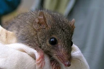 Loài thú độc dị, giao phối liên tục 10 tiếng rồi lăn ra chết